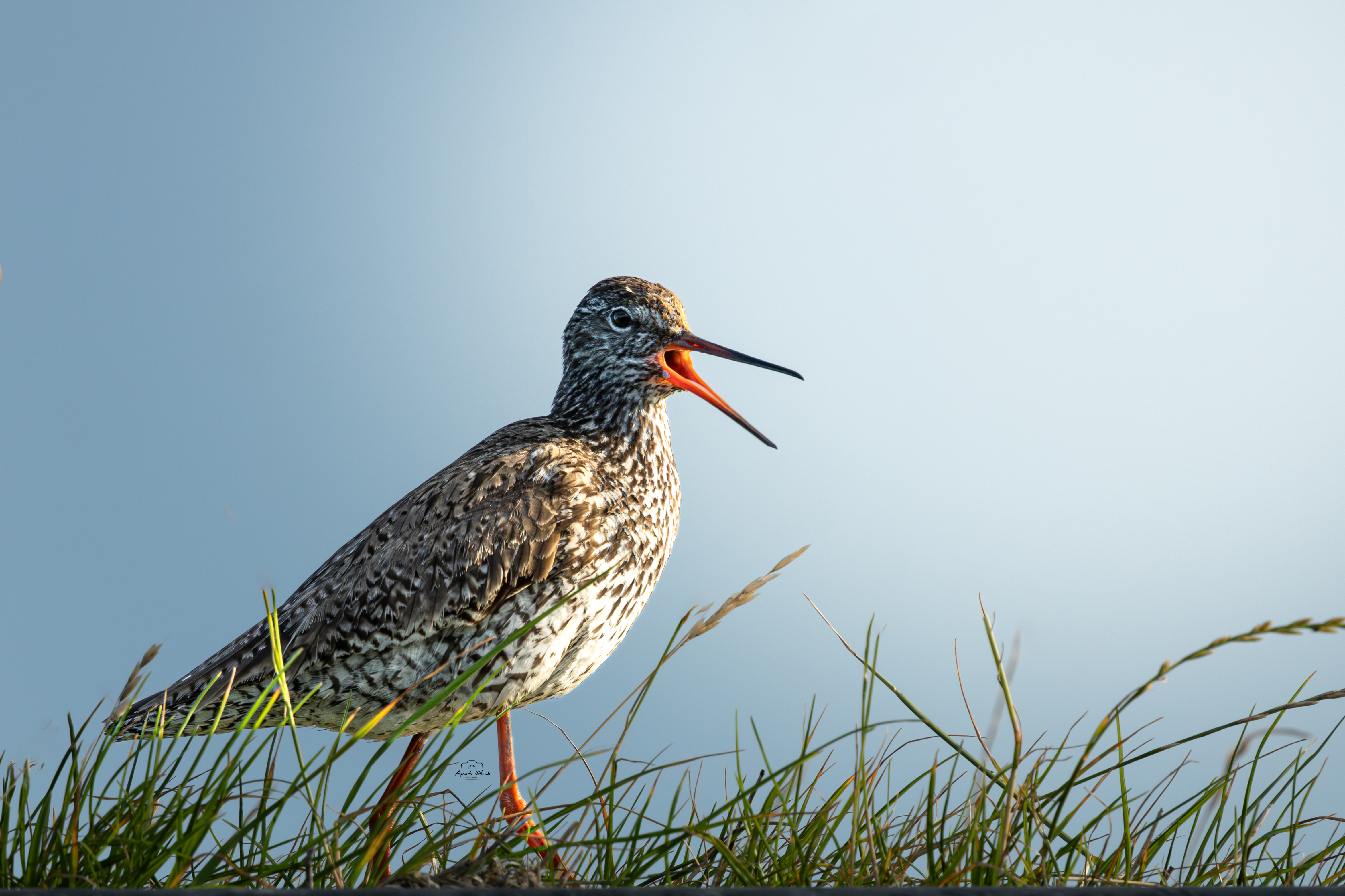Common Redshank